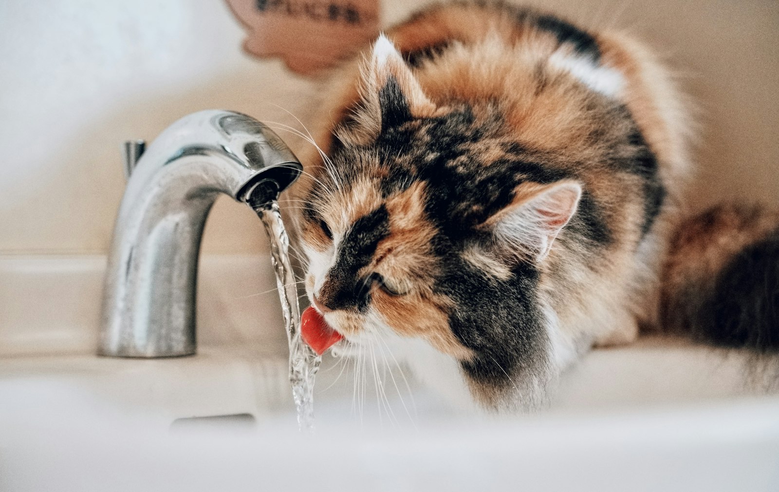 Eine Katze trinkt Wasser aus einem Wasserhahn im Badezimmerwaschbecken